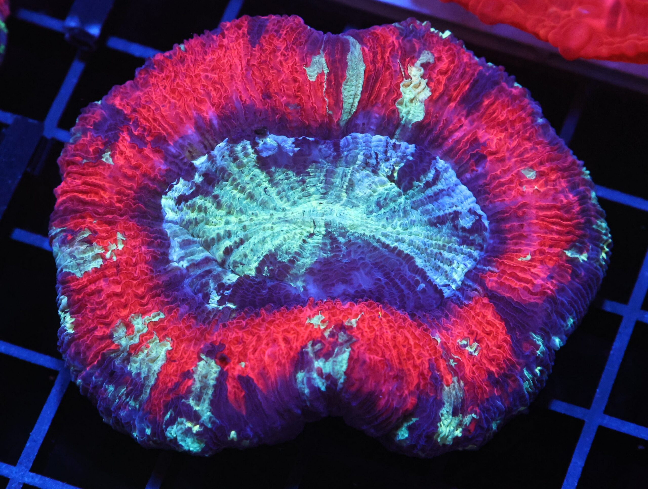 H33 - INDO SUNSET ECLIPSE TRACHY