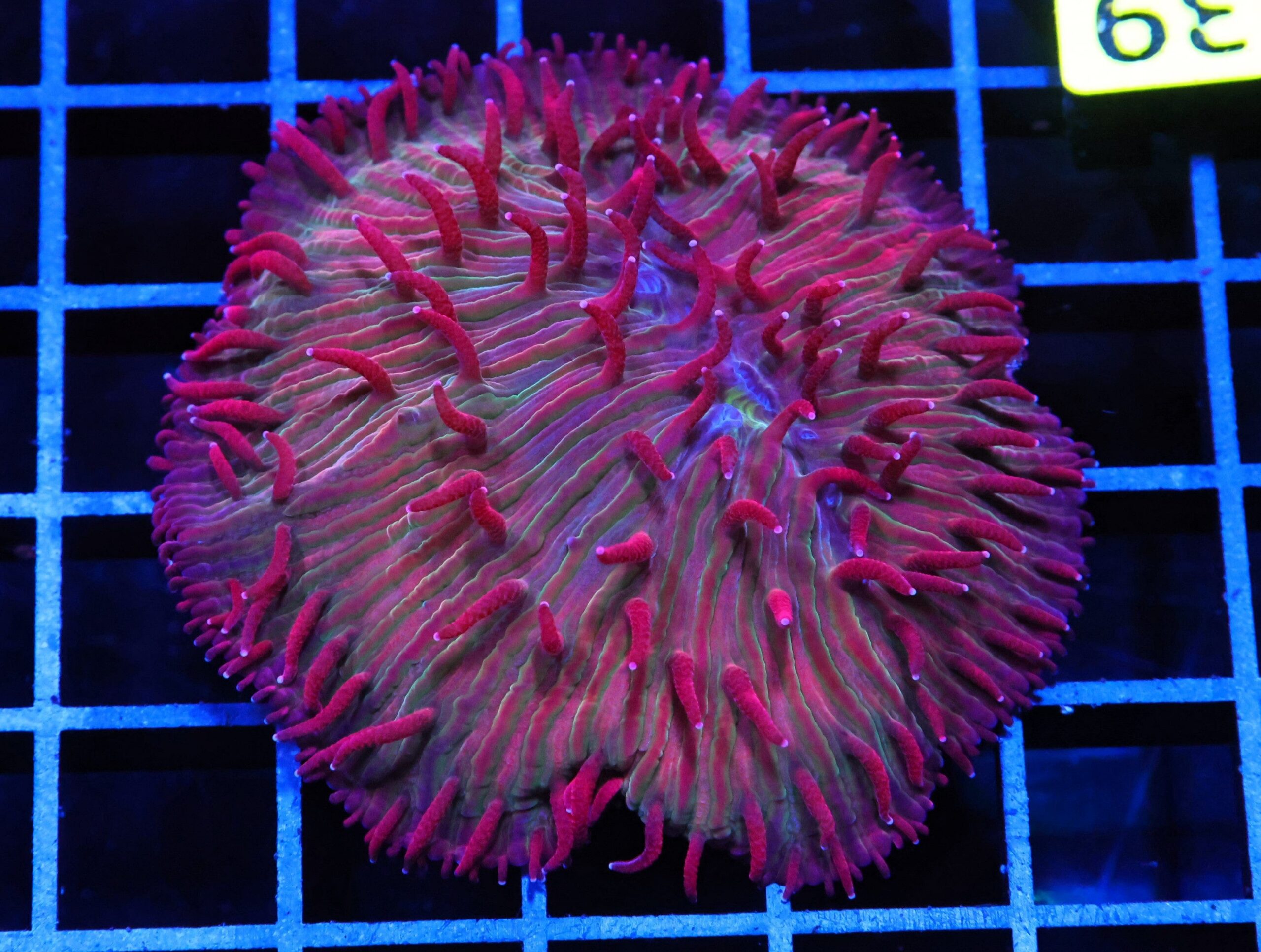 H39 - INDO MAROON MADNESS DIASERIS