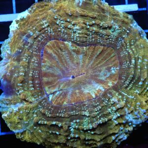 H49 - INDO POT OF GOLD ACANTHOPHYLLIA