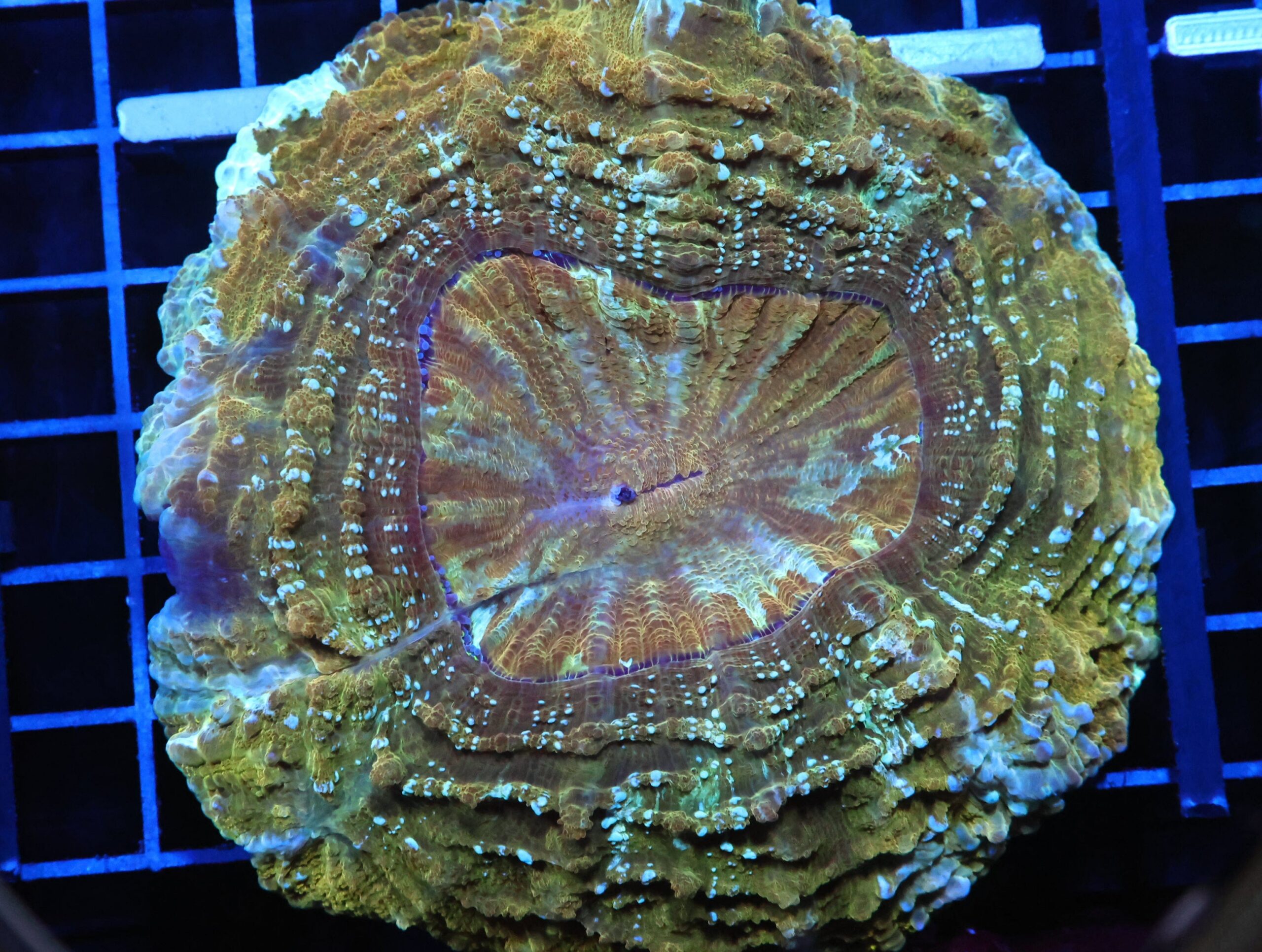 H49 - INDO POT OF GOLD ACANTHOPHYLLIA