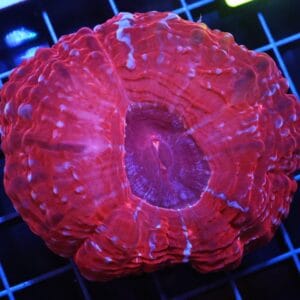 H89 - INDO QUEEN OF HEARTS CYNARINA