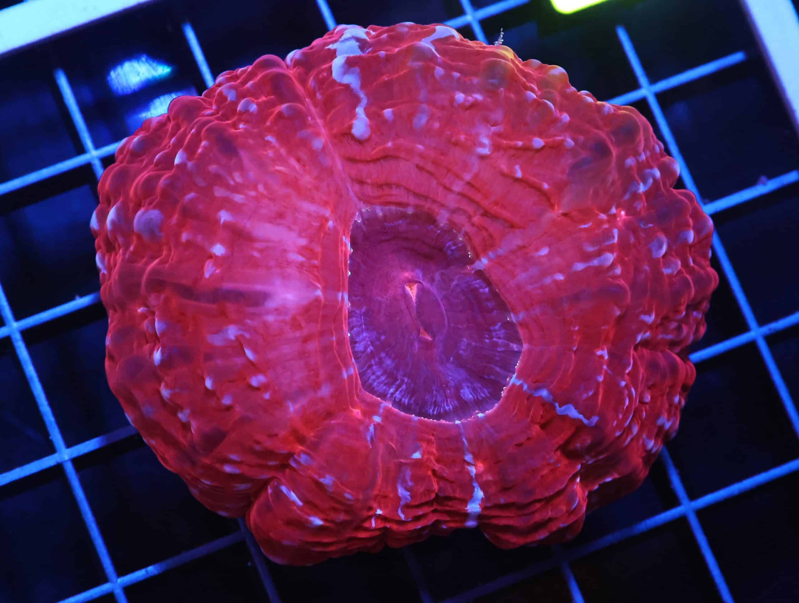 H89 - INDO QUEEN OF HEARTS CYNARINA