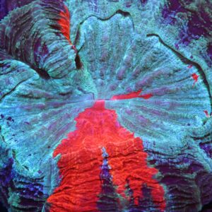 H91 - MALAYSIAN RED STRIPE ACANTHOPHYLLIA