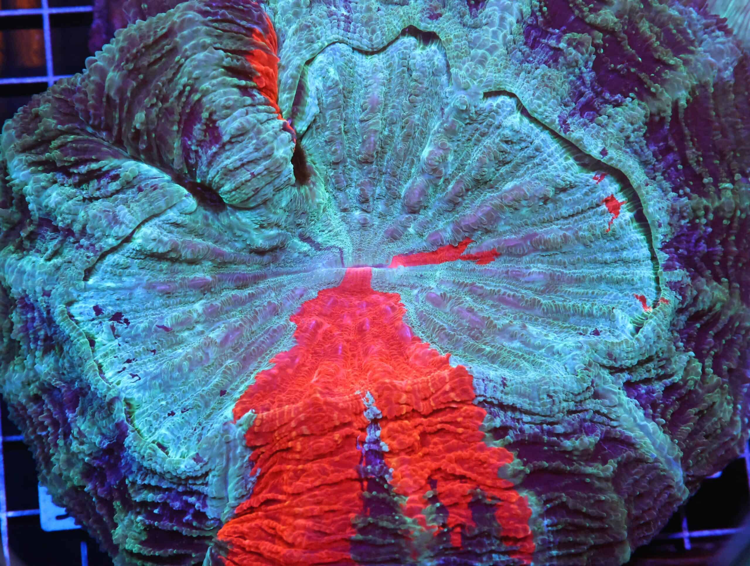 H91 - MALAYSIAN RED STRIPE ACANTHOPHYLLIA