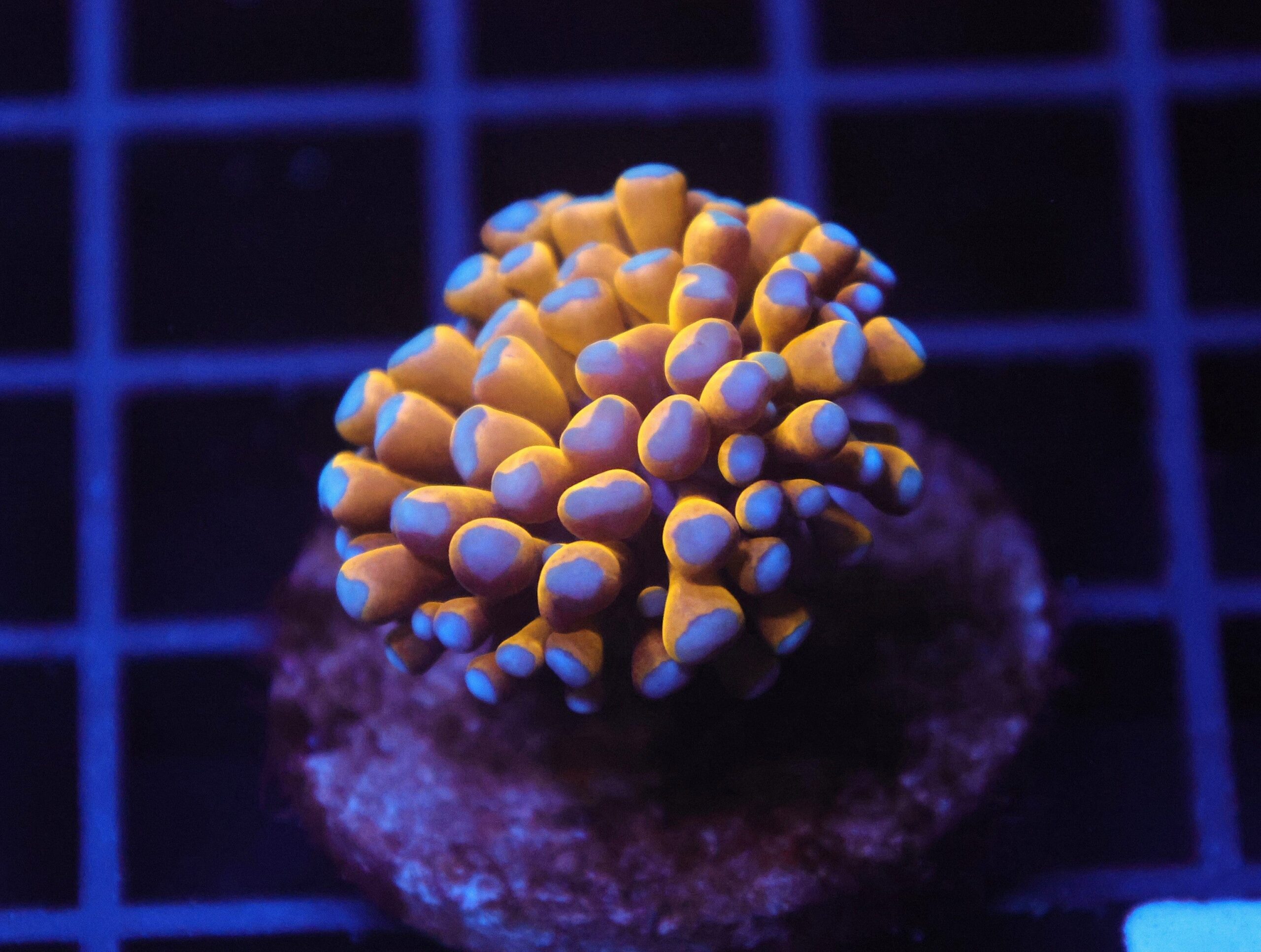 J04 - MALAYSIAN TORCH 24K GOLD 1 HEAD