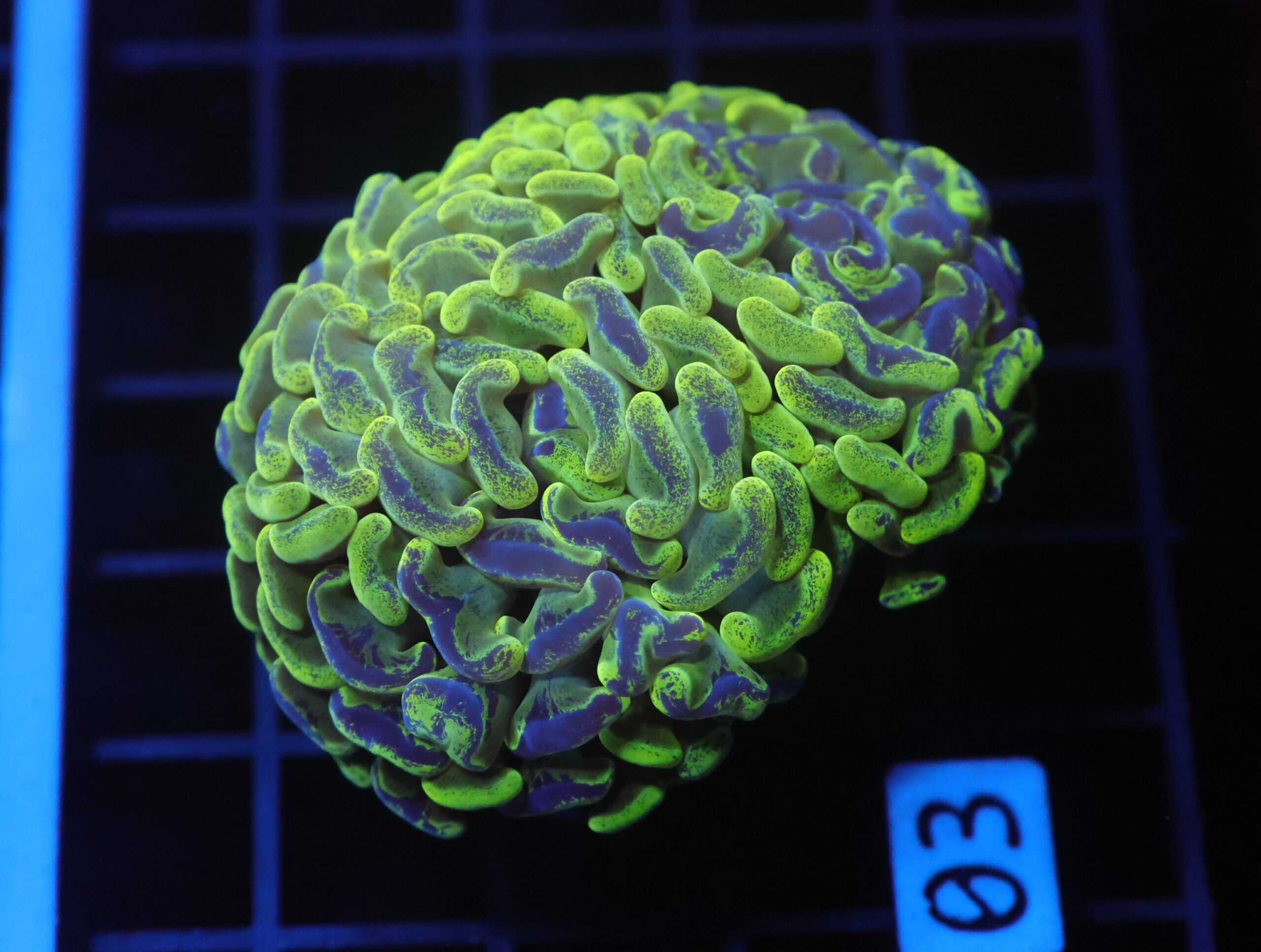 J03 - AUSSIE HAMMER THICK BRANCH TOXIC SPLATTER 1 HEAD