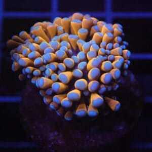 J05 - MALAYSIAN TORCH 24K GOLD 1 HEAD