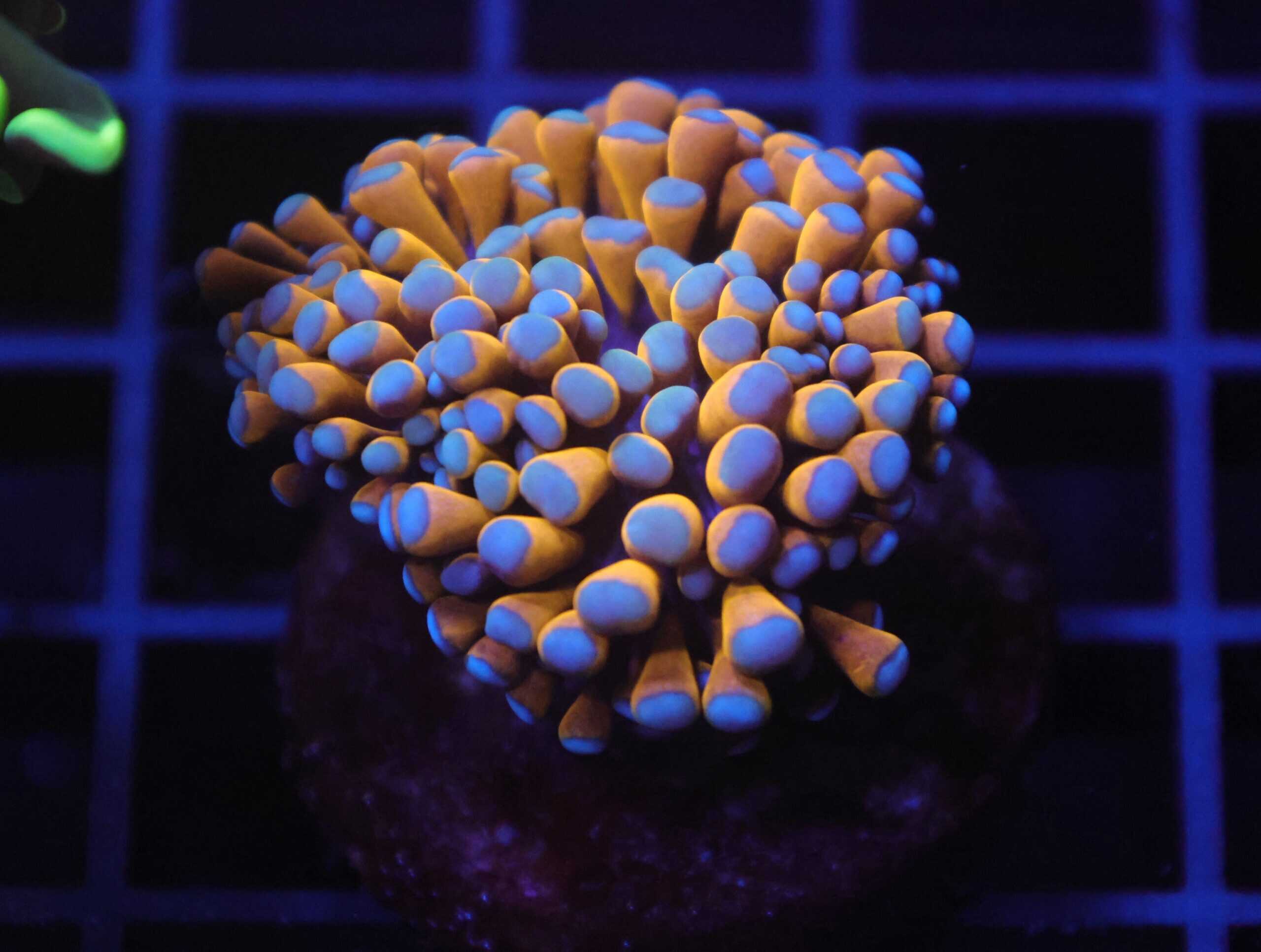 J05 - MALAYSIAN TORCH 24K GOLD 1 HEAD