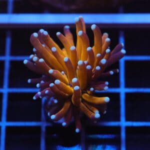 J103 - MALAYSIAN TORCH GOLD TIGER 1 HEAD