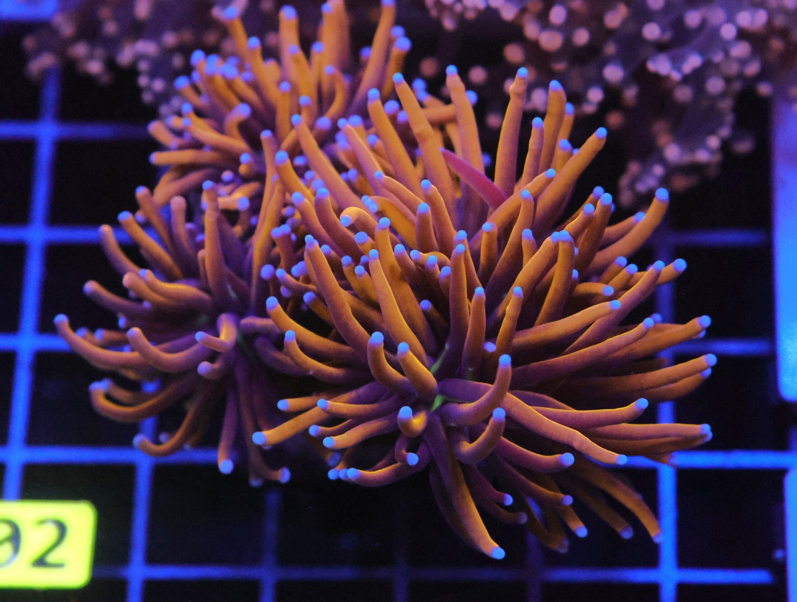 J102 - INDO TORCH GOLD VARIANT 3 HEAD