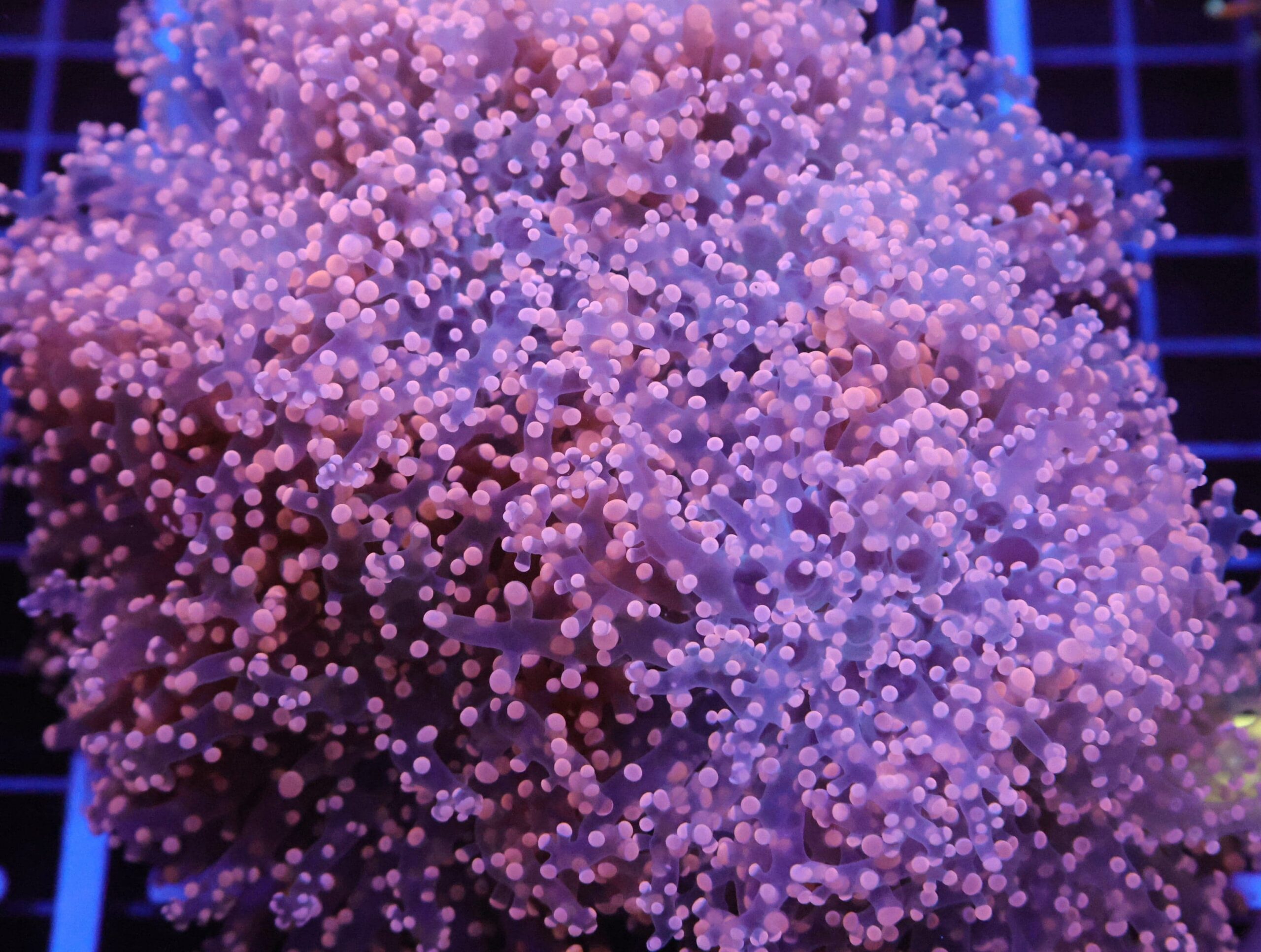 J107 - INDO FROGSPAWN BRANCH PEACH 5 HEAD