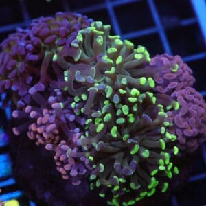 J108 - INDO HAMMER BRANCH RAINBOW GARDEN 8 HEAD