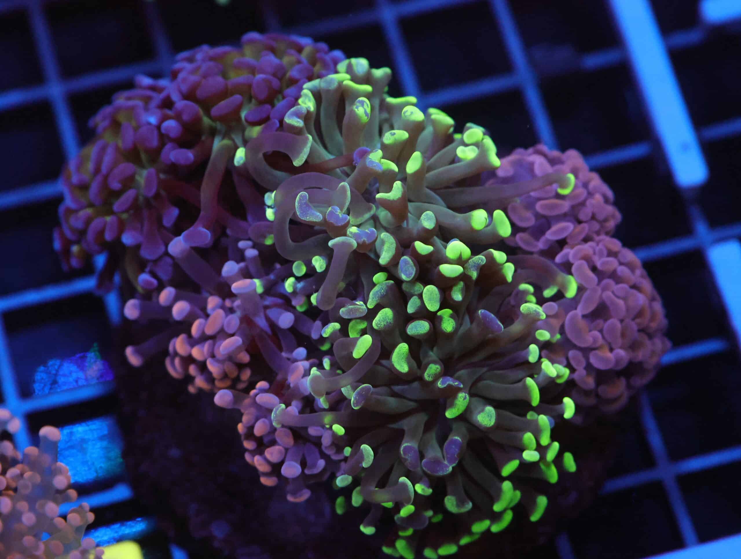 J108 - INDO HAMMER BRANCH RAINBOW GARDEN 8 HEAD