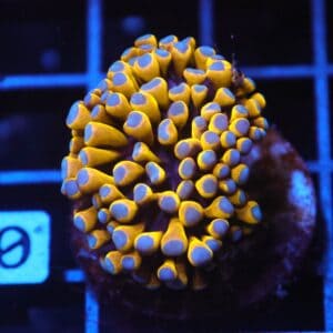 J110 - MALAYSIAN TORCH 24K GOLD 1 HEAD