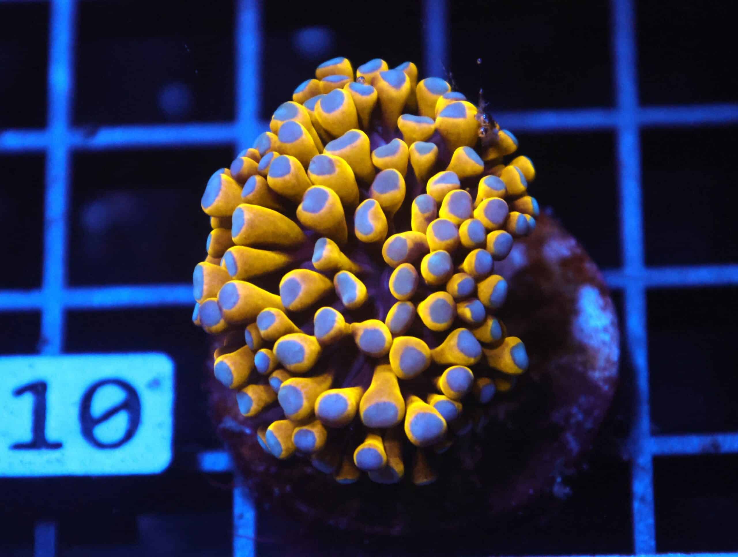 J110 - MALAYSIAN TORCH 24K GOLD 1 HEAD