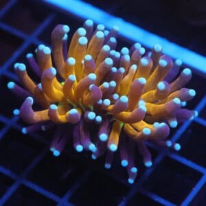 J11 - MALAYSIAN TORCH GOLD TIGER 1 HEAD