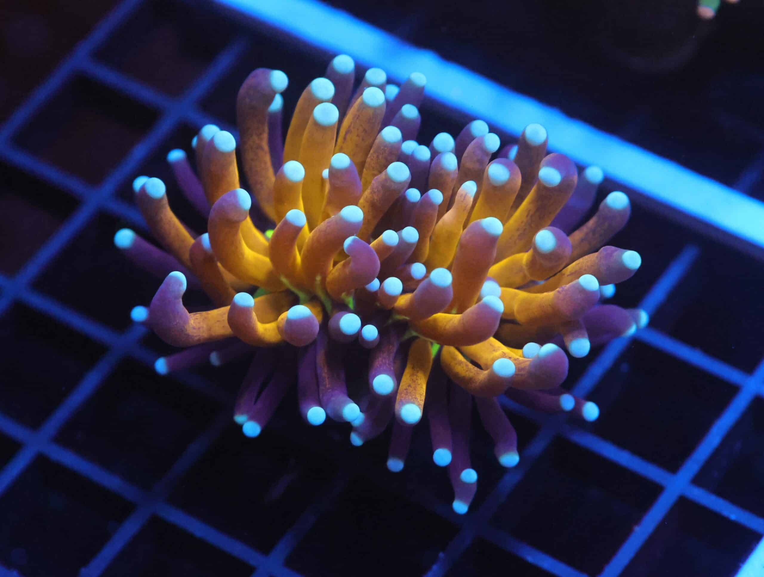 J11 - MALAYSIAN TORCH GOLD TIGER 1 HEAD