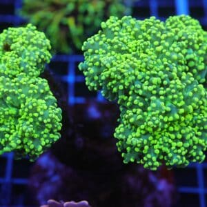 J111 - INDO FROGSPAWN BRANCH GAMMA RAY 5 HEAD