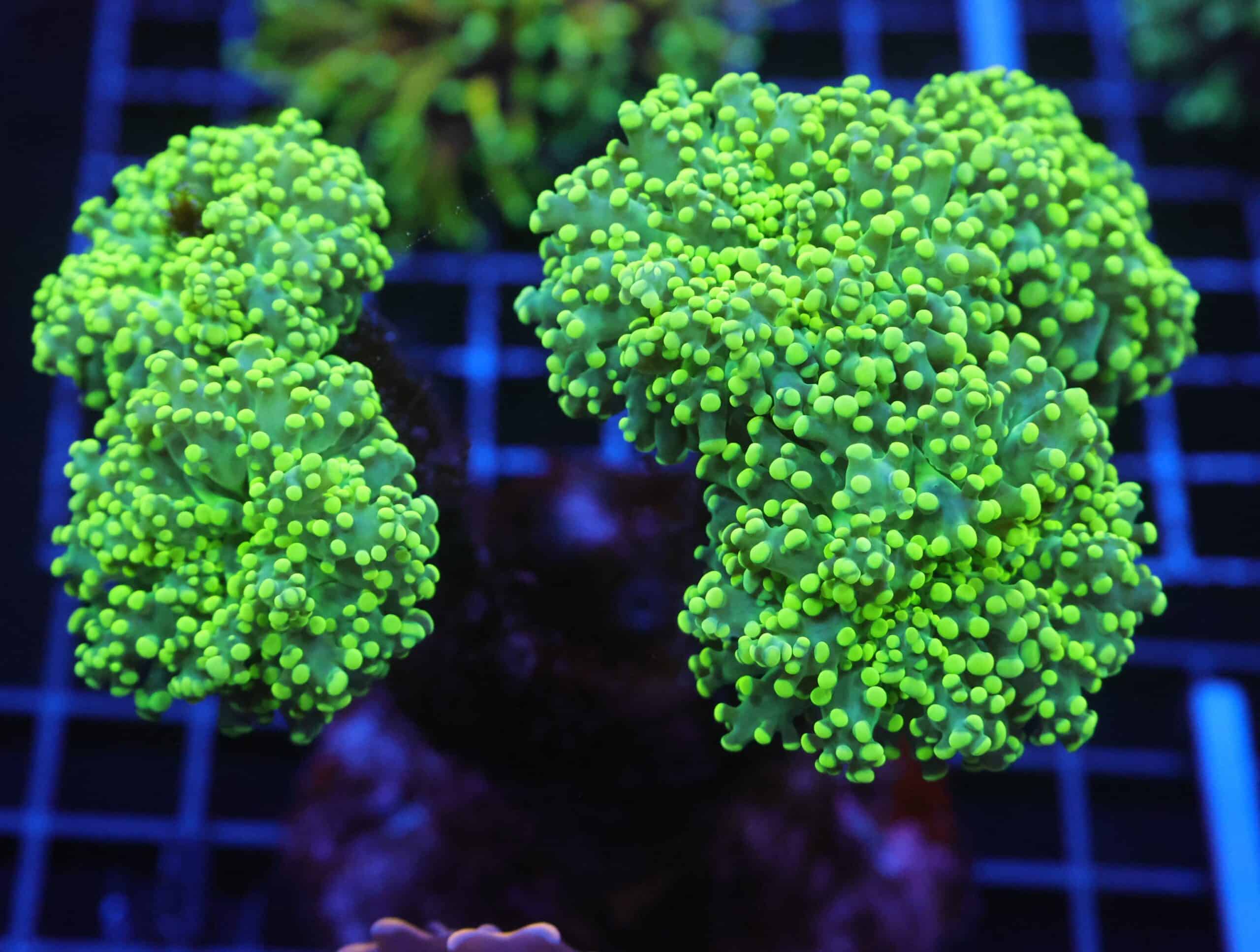 J111 - INDO FROGSPAWN BRANCH GAMMA RAY 5 HEAD