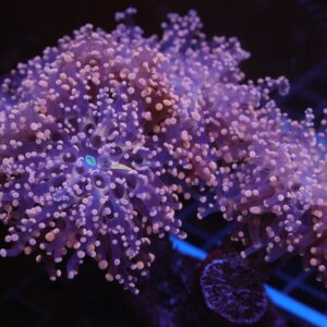 J115 - INDO FROGSPAWN BRANCH PEACH 4 HEAD