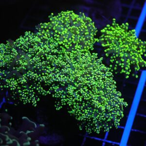 J120 - INDO FROGSPAWN BRANCH GAMMA RAY 7 HEAD