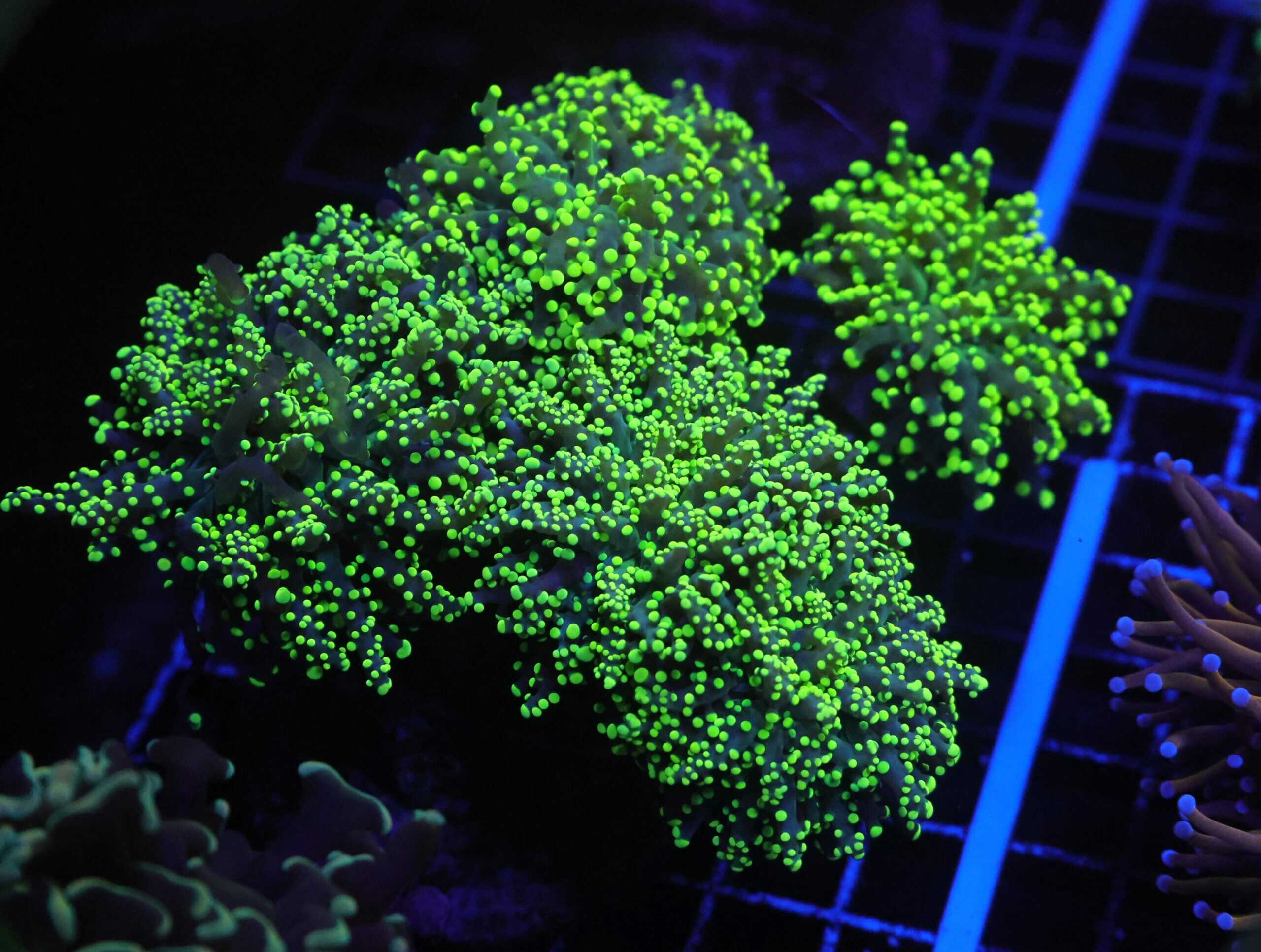 J120 - INDO FROGSPAWN BRANCH GAMMA RAY 7 HEAD