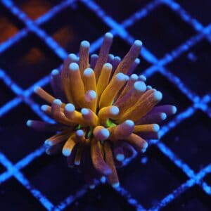 J127 - MALAYSIAN TORCH GOLD TIGER 1 HEAD