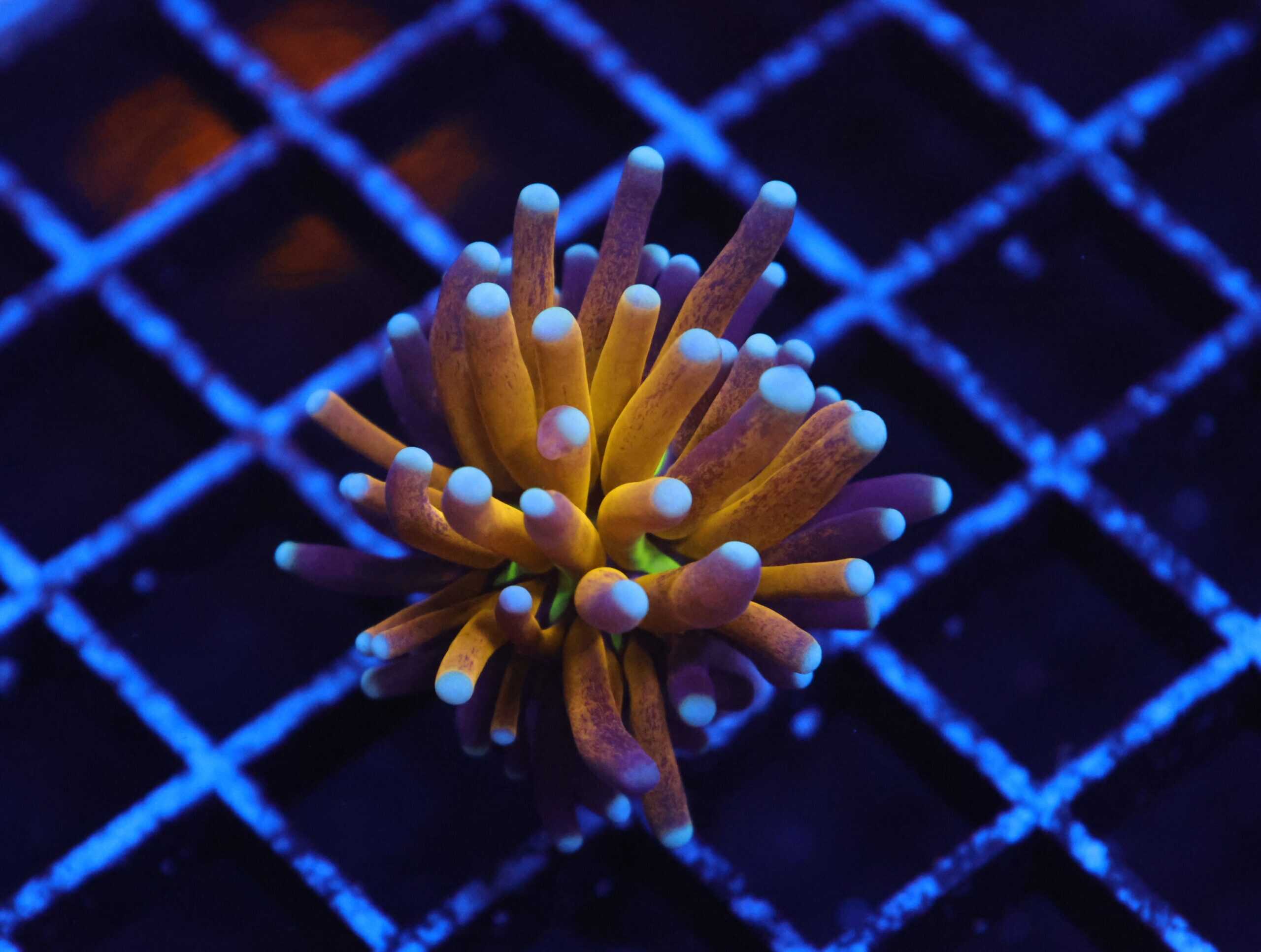 J127 - MALAYSIAN TORCH GOLD TIGER 1 HEAD