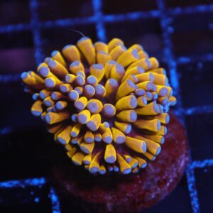 J135 - MALAYSIAN TORCH 24K GOLD 1 HEAD