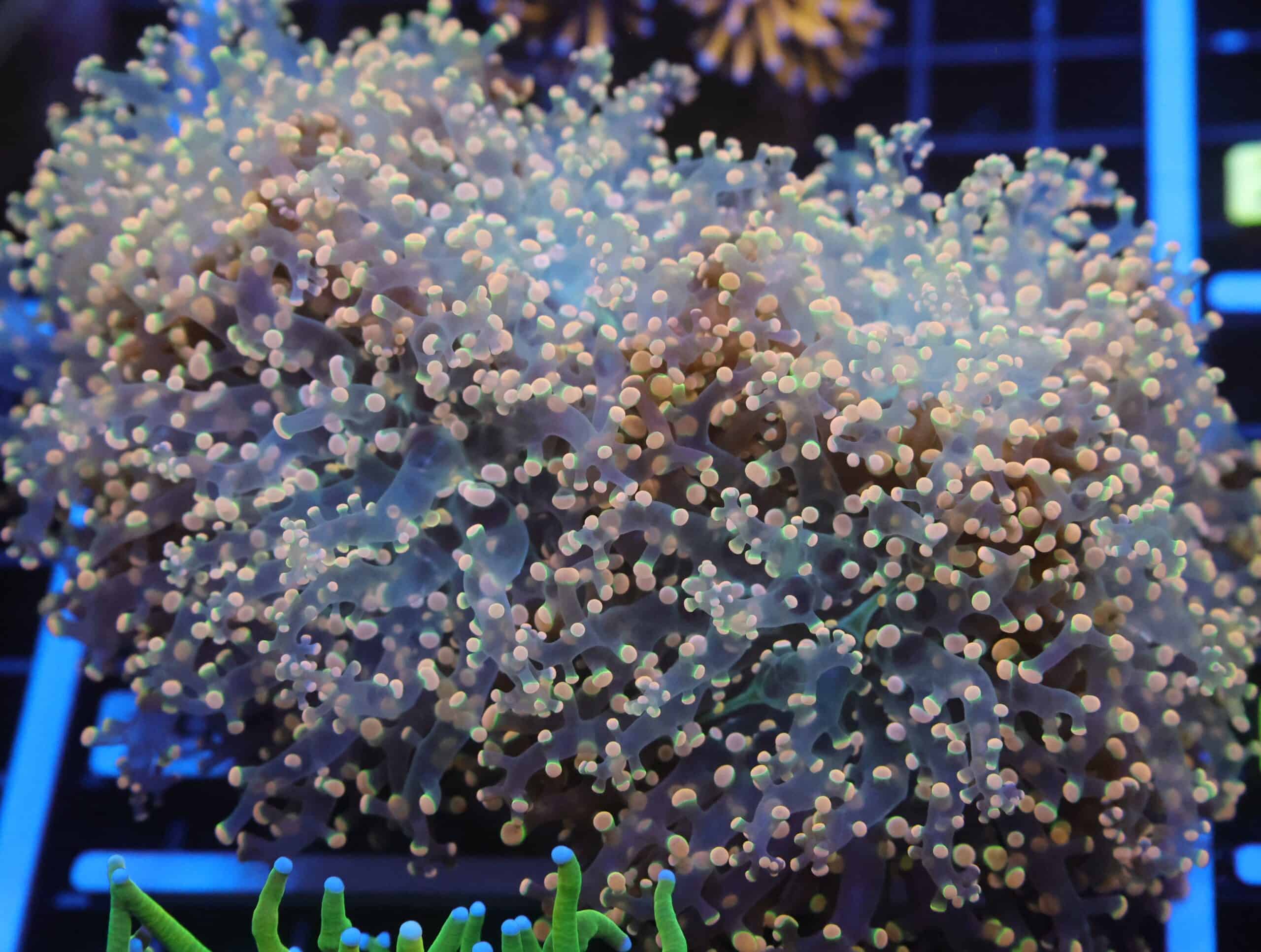 J19 - INDO FROGSPAWN BRANCH PEACH 6 HEAD