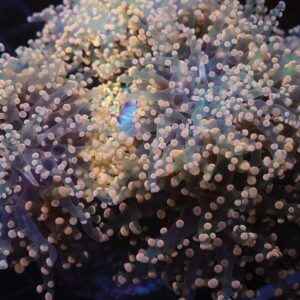 J26 - INDO FROGSPAWN BRANCH PEACH 7 HEAD