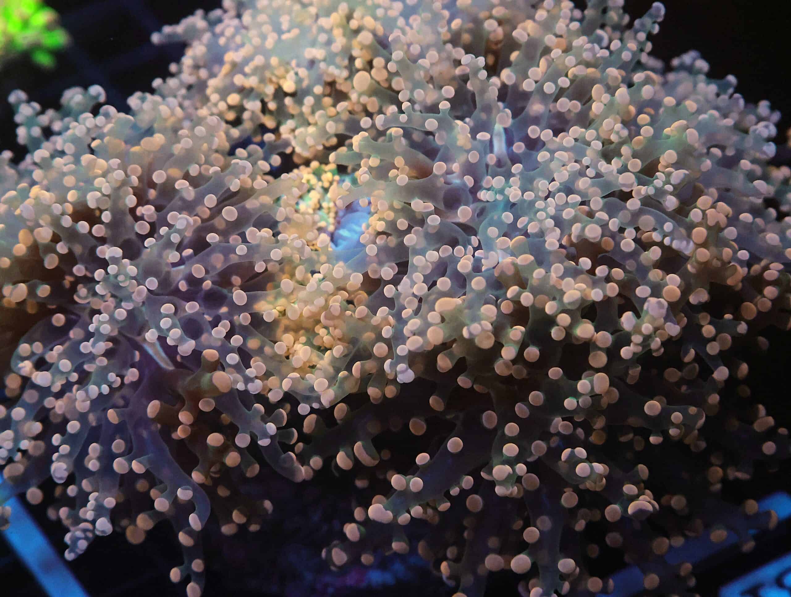 J26 - INDO FROGSPAWN BRANCH PEACH 7 HEAD