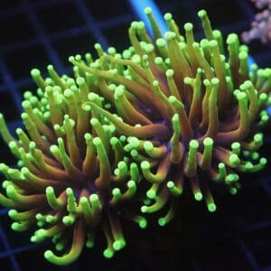 J27 - INDO TORCH HELLFIRE 4 HEAD