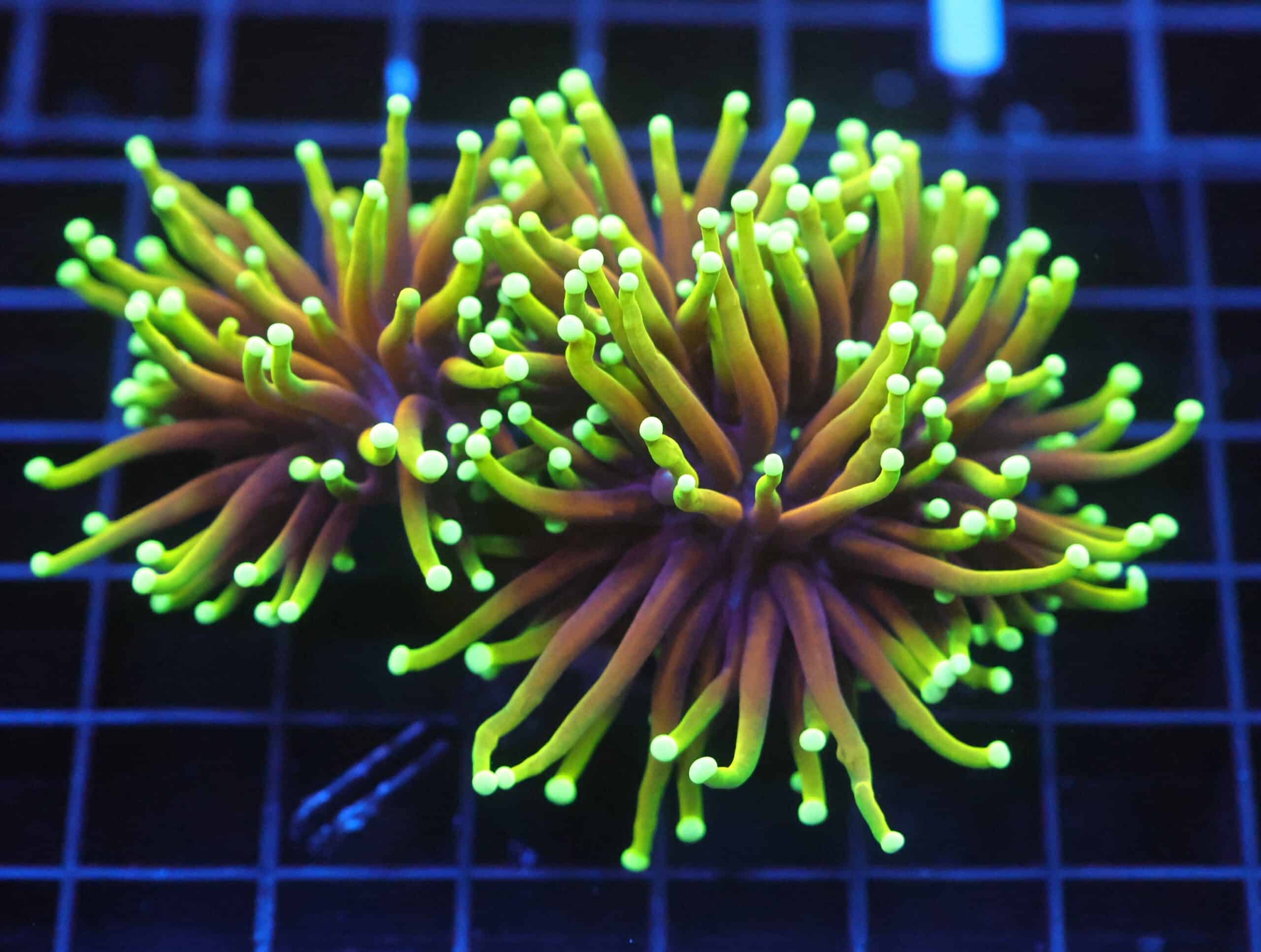 J30 - INDO TORCH HELLFIRE 2 HEAD