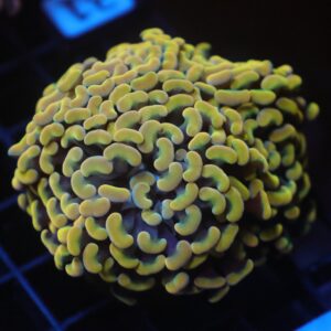 J31 - INDO HAMMER BRANCH GOLD 4 HEAD