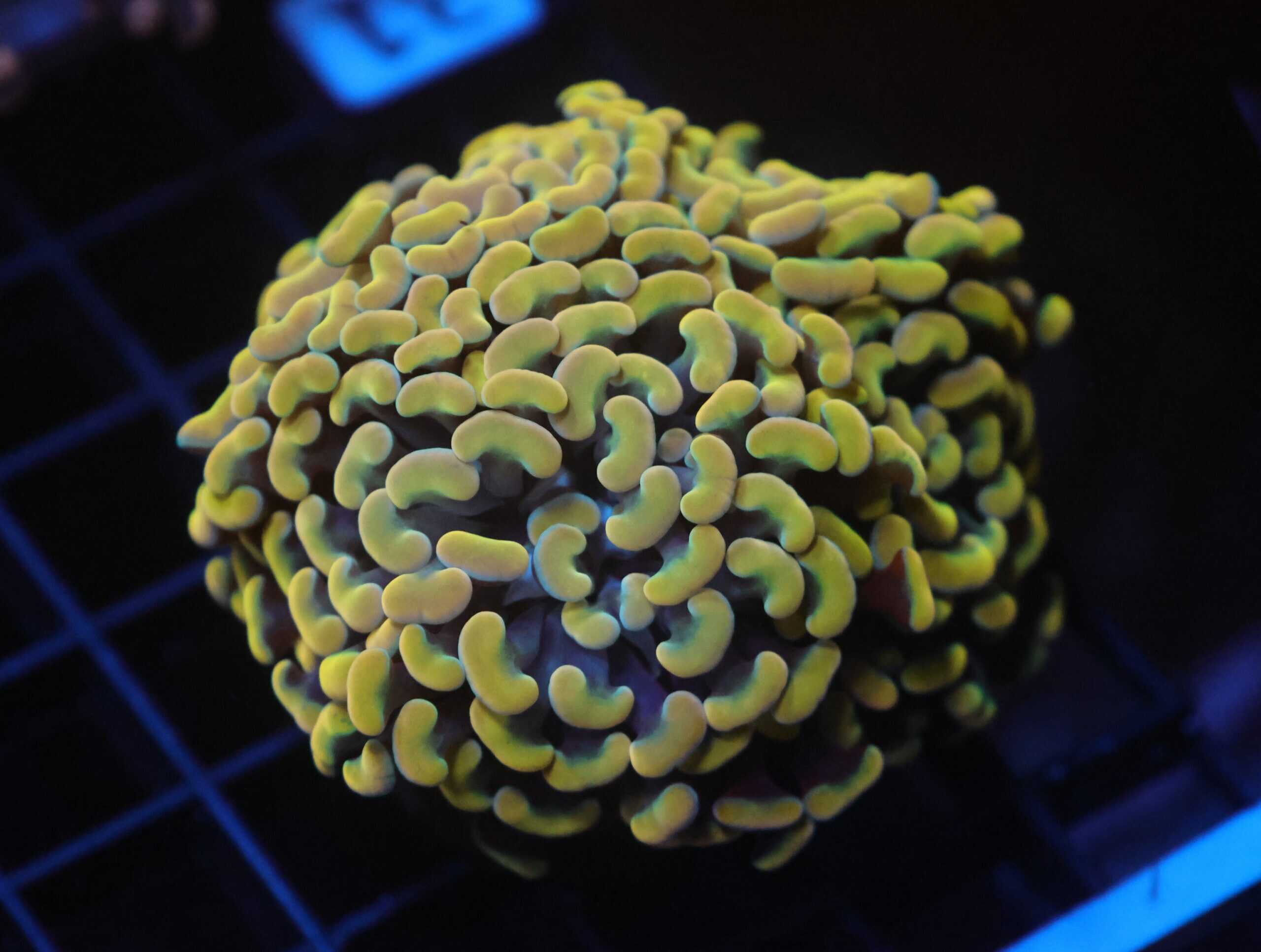 J31 - INDO HAMMER BRANCH GOLD 4 HEAD