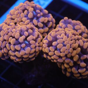 J32 - INDO HAMMER BRANCH ORANGE 7 HEAD