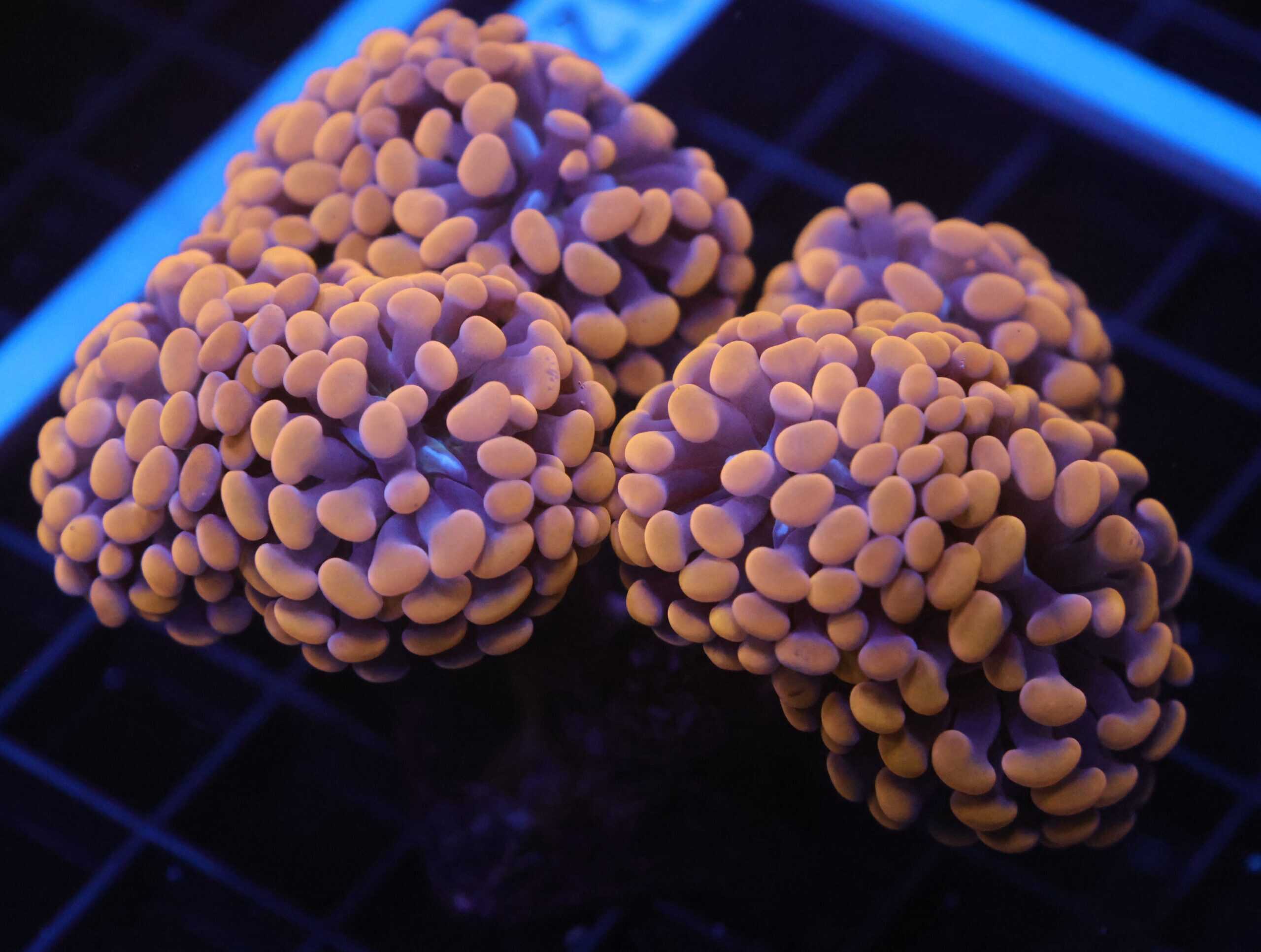 J32 - INDO HAMMER BRANCH ORANGE 7 HEAD