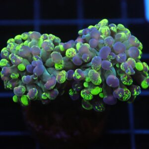 J33 - INDO HAMMER BRANCH TOXIC SPLATTER 2 HEAD