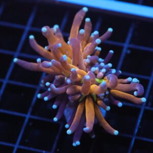 J38 - MALAYSIAN TORCH GOLD TIGER 1 HEAD