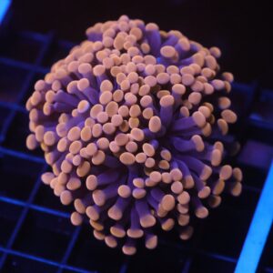 J41 - INDO HAMMER BRANCH ORANGE 4 HEAD