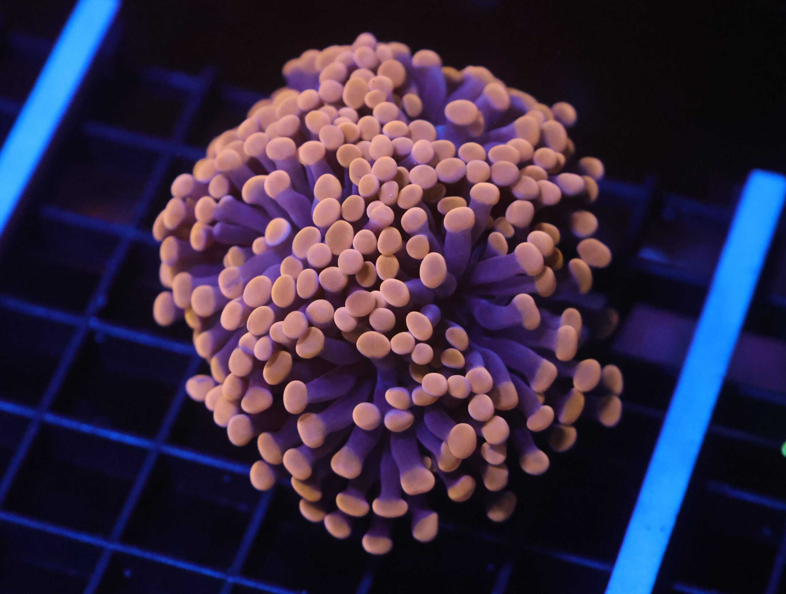 J41 - INDO HAMMER BRANCH ORANGE 4 HEAD