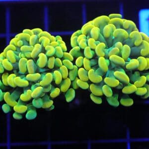 J44 - INDO HAMMER BRANCH HOLY GRAIL 2 HEAD