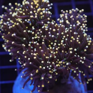 J67 - INDO TORCH BLACKLIGHT