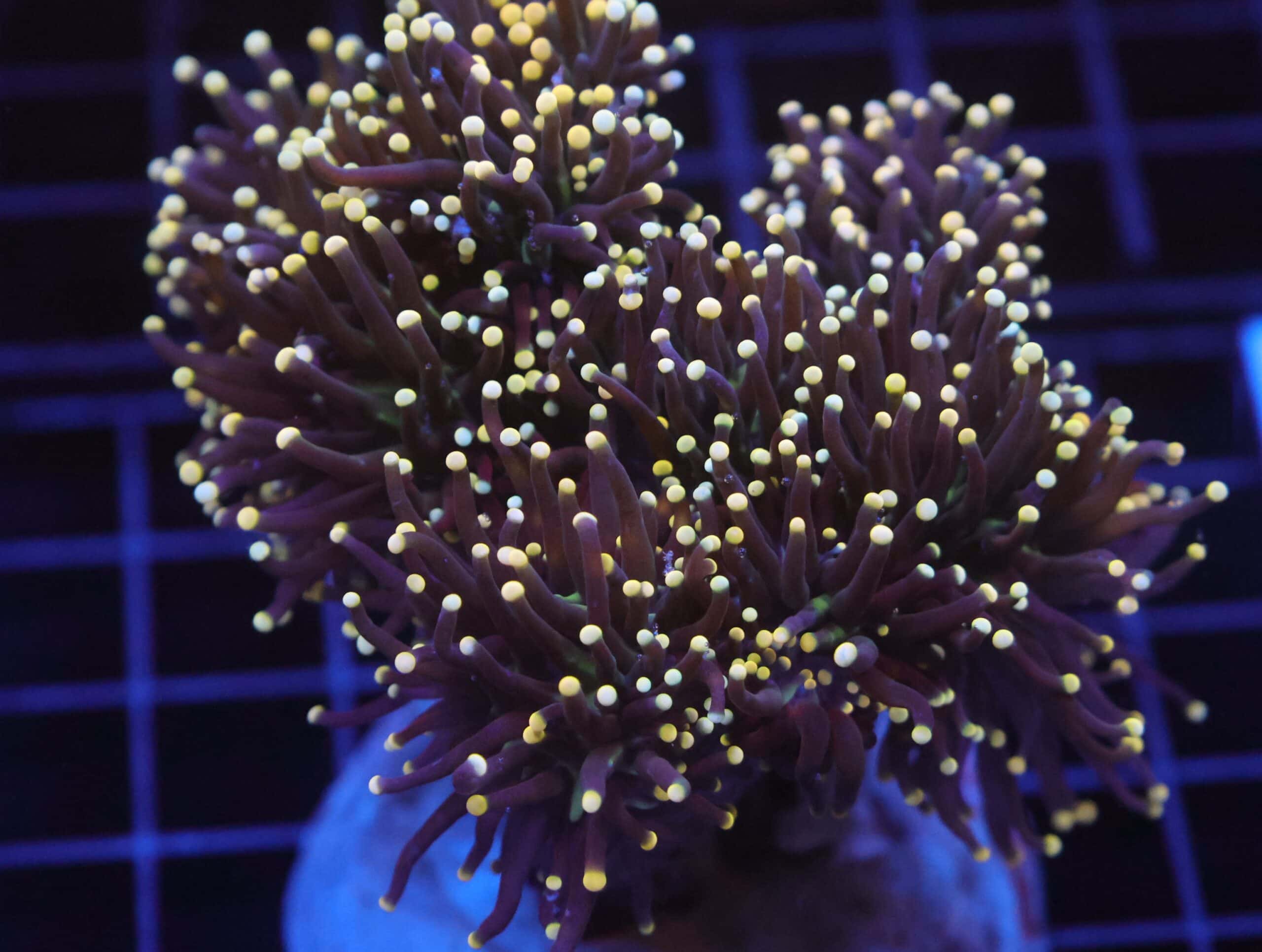 J67 - INDO TORCH BLACKLIGHT