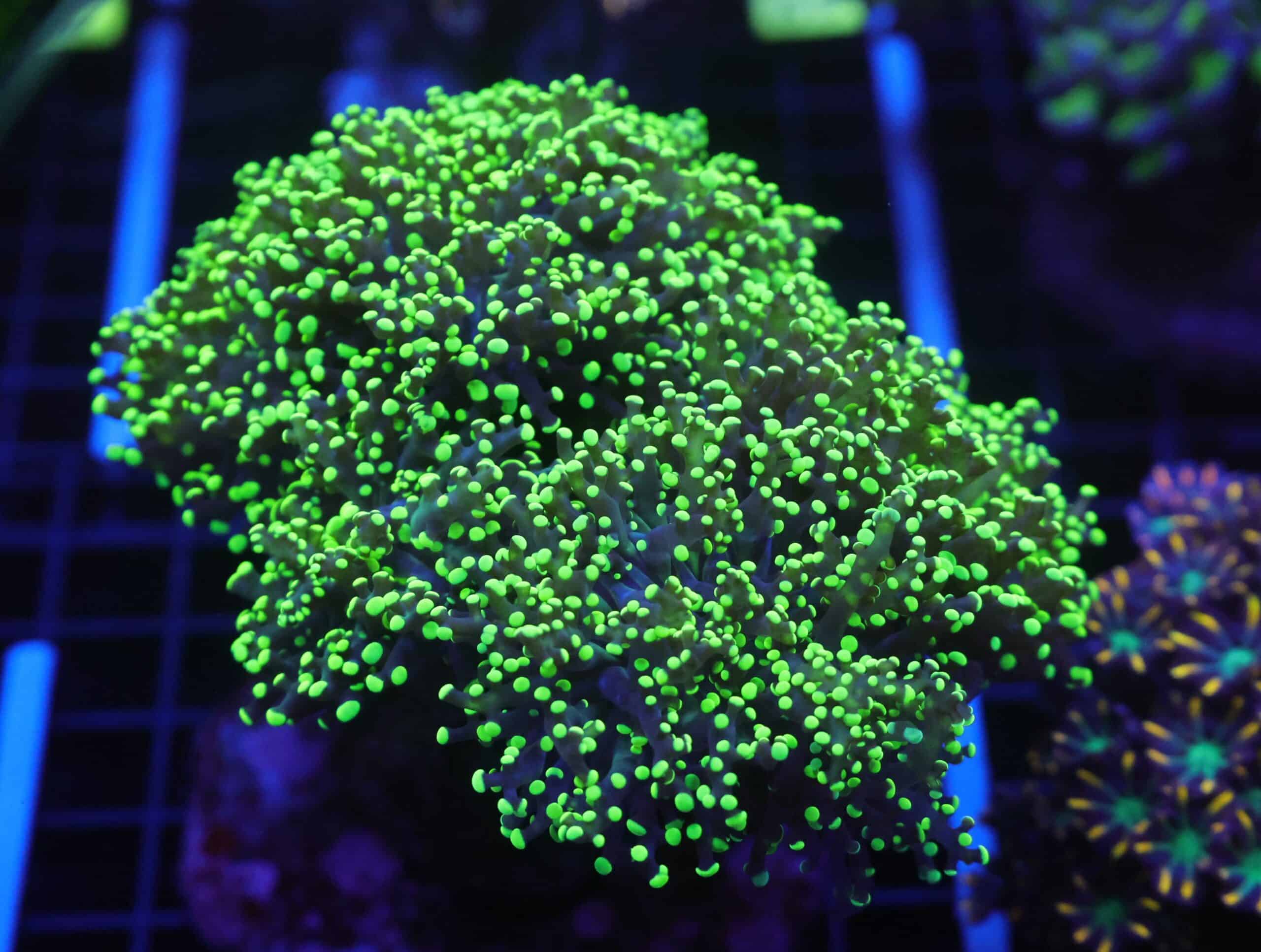 J74 - INDO FROGSPAWN BRANCH GAMMA RAY 7 HEAD