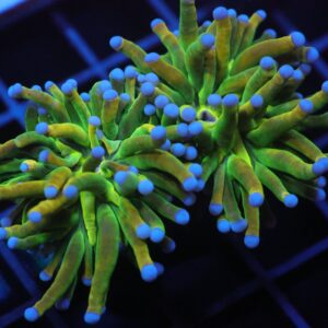 J83 - MALAYSIAN TORCH GREEN GRAIL 2 HEAD