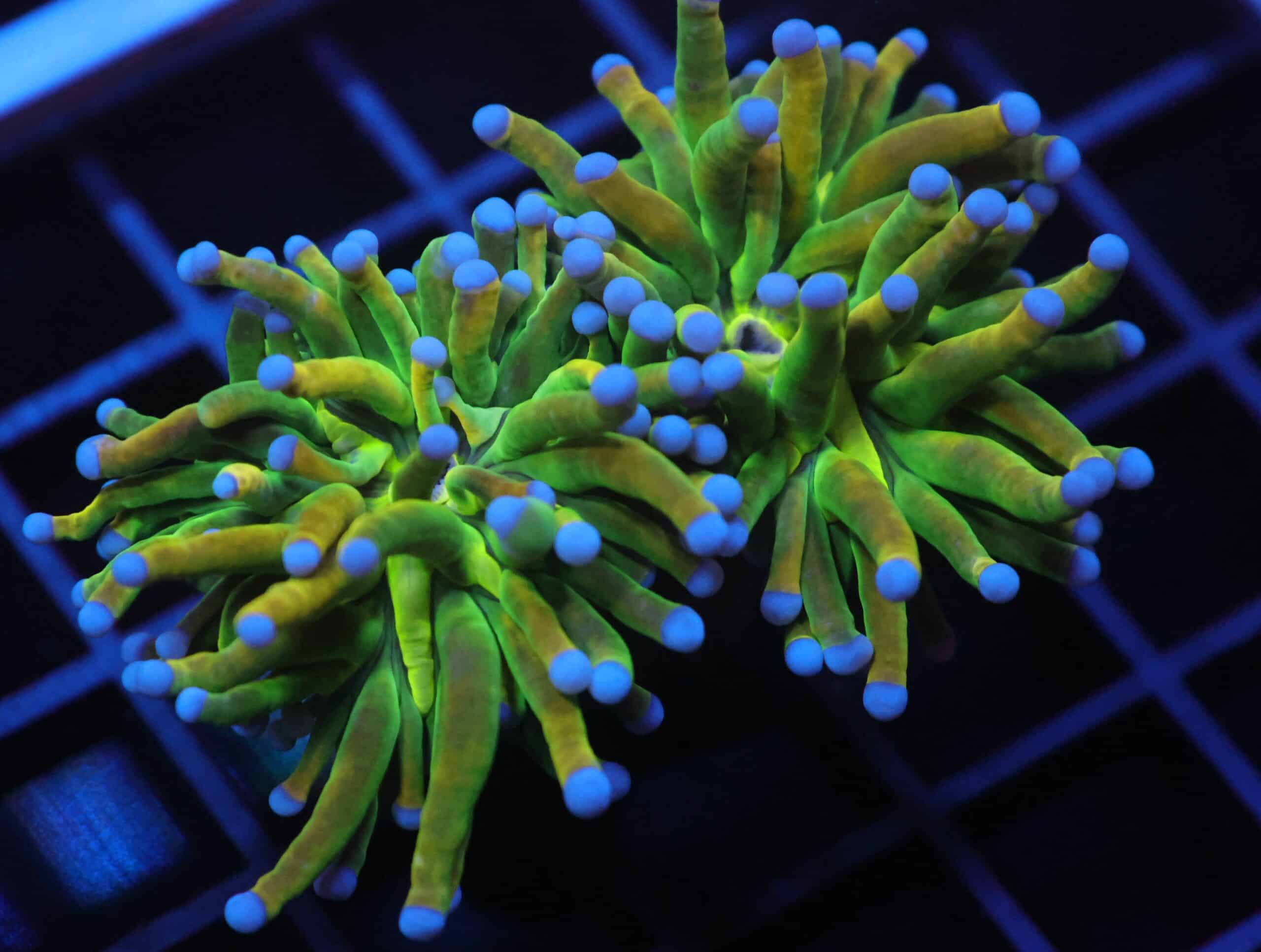 J83 - MALAYSIAN TORCH GREEN GRAIL 2 HEAD