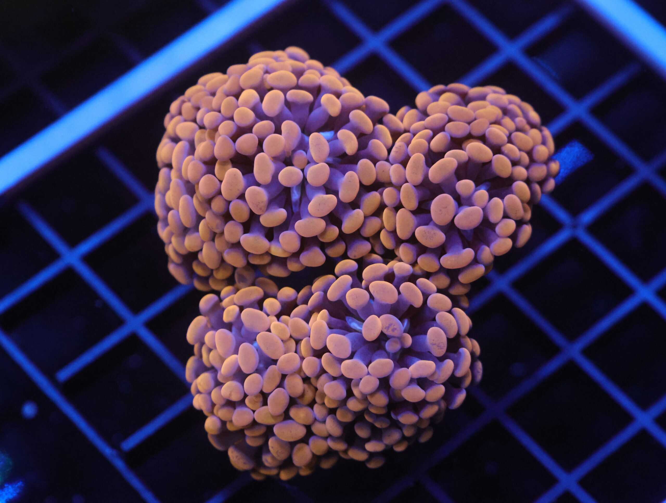 J85 - INDO HAMMER BRANCH ORANGE 8 HEAD