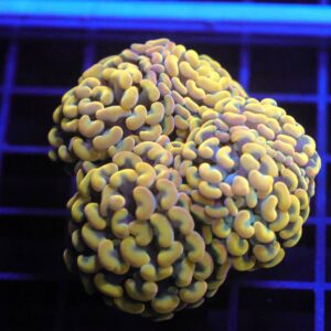 J89 - INDO HAMMER BRANCH GOLD 4 HEAD